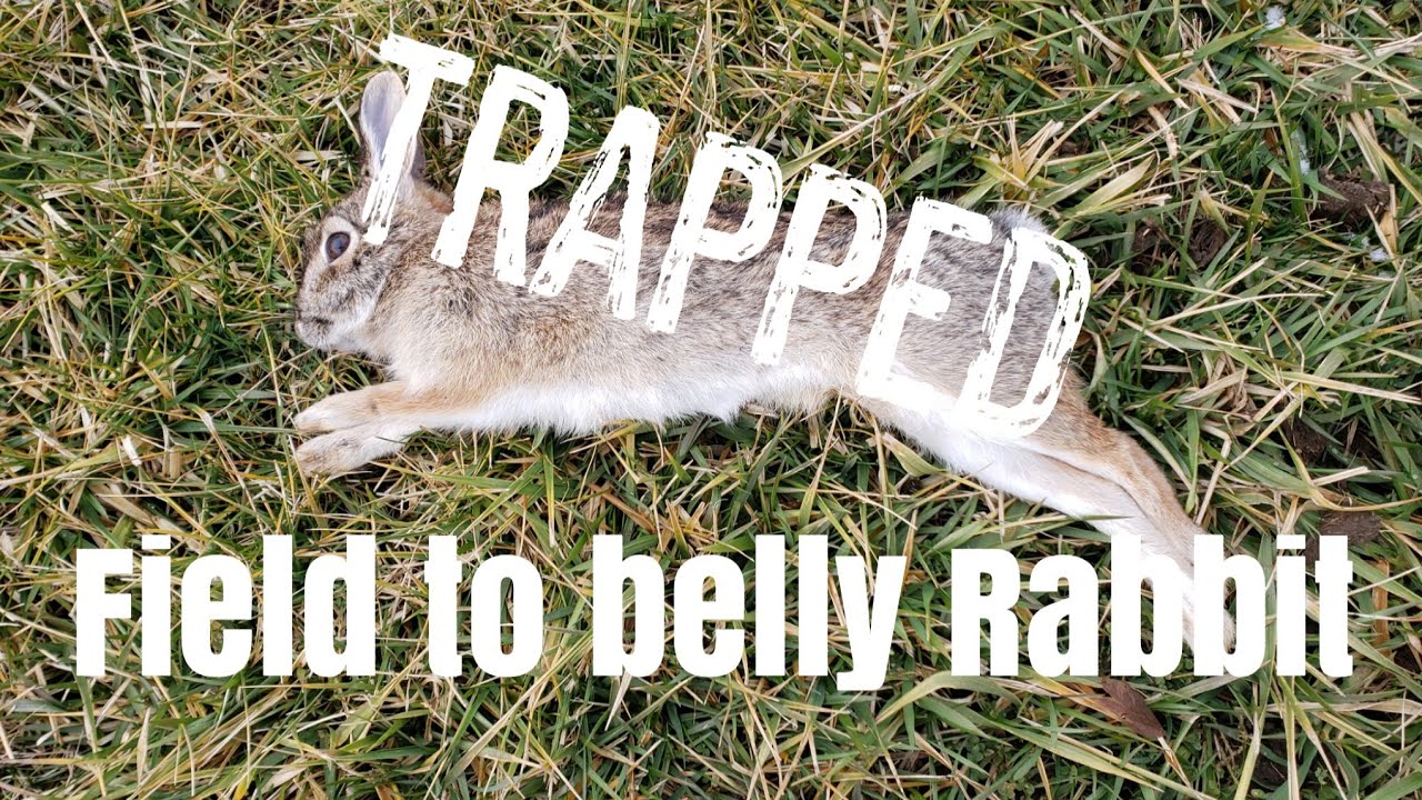 Field to belly Rabbit. Rabbit hunt, clean, cook and eat! - YouTube