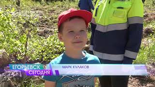 Лес будущего. Егорьевцы приняли участие в акции по посадке хвойных деревьев