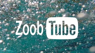 The Hawks Nest Zoobtube