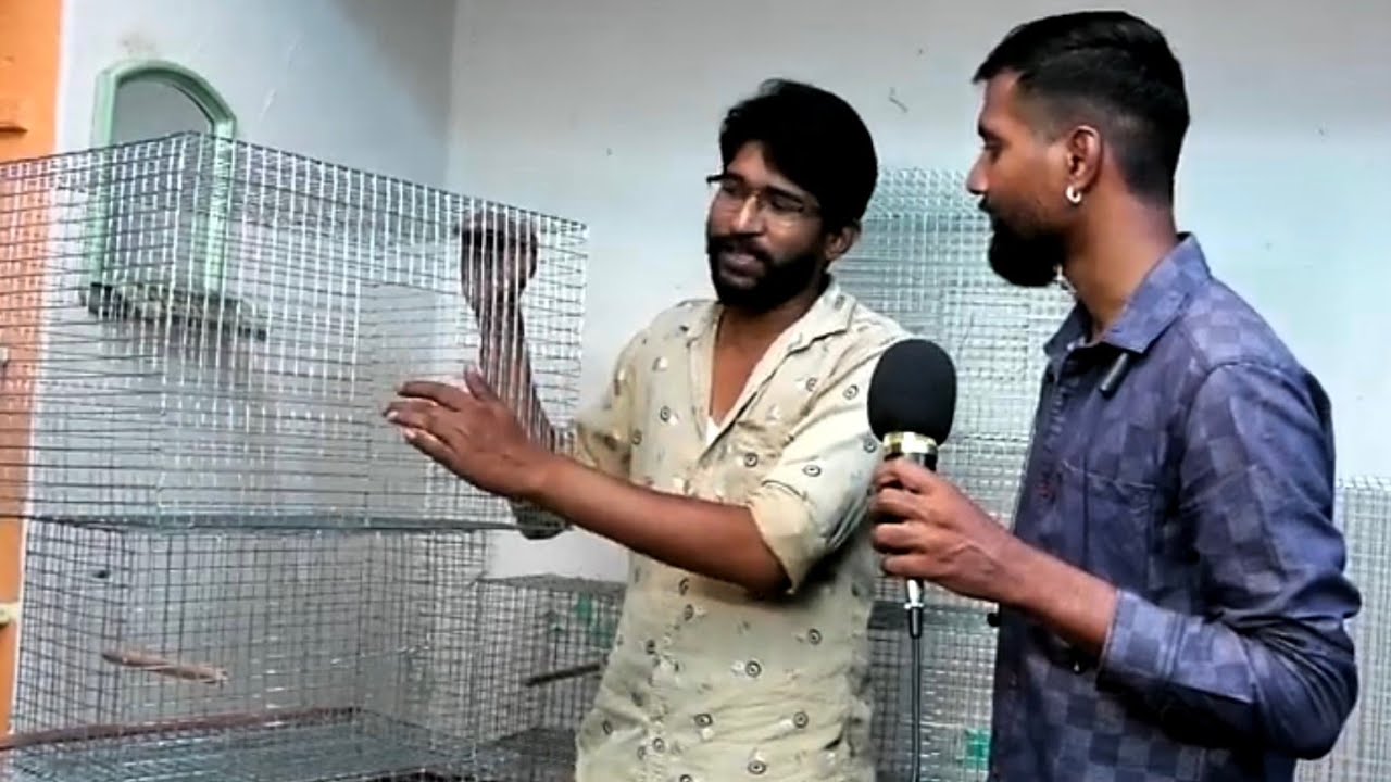 Birds Wholesale Cage in Bangalore in kannada YouTube