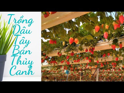 Video Cách trồng dâu tây bán thủy canh, giá thể sơ dừa cho... - youtube