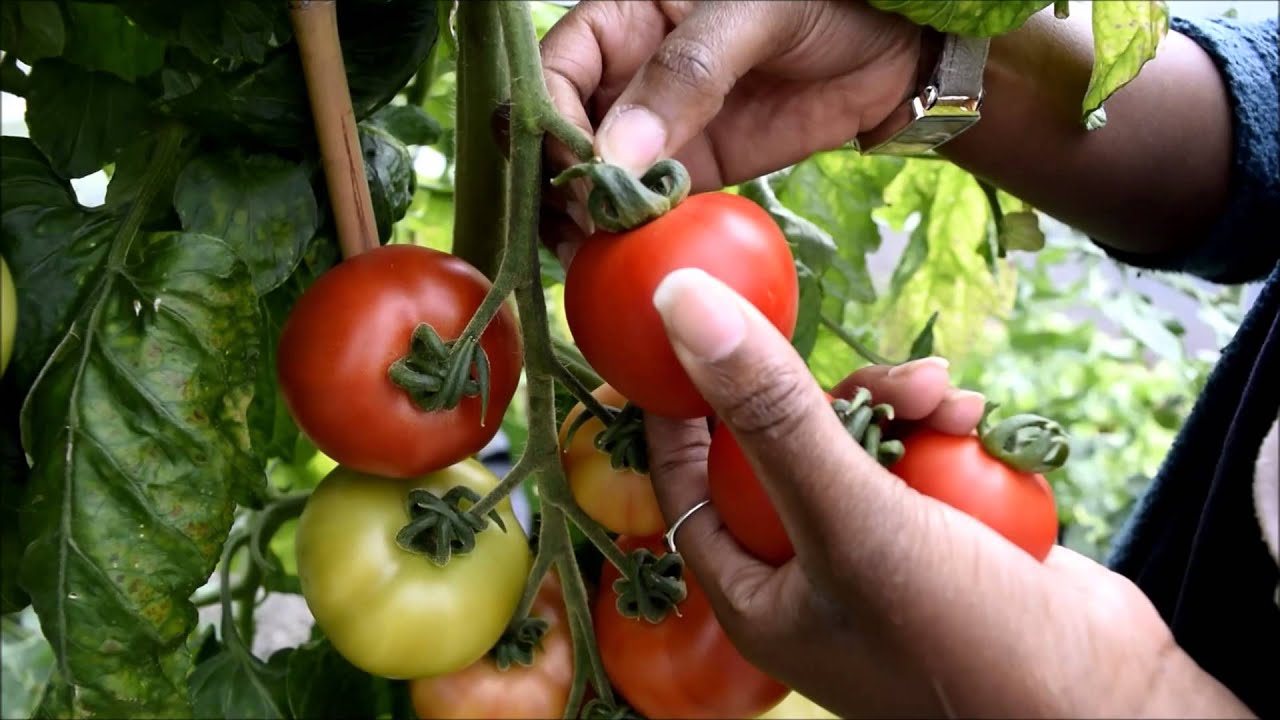 Duogrow Holiday Proof Planter First Cristal Tomato Harvest YouTube