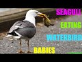 Seagull eating waterbird babies in a compilation of attack images seen in a wild animals urb habitat