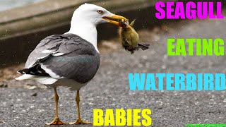 Seagull eating waterbird babies in a breeding and hunting habitat used by a variety of birds