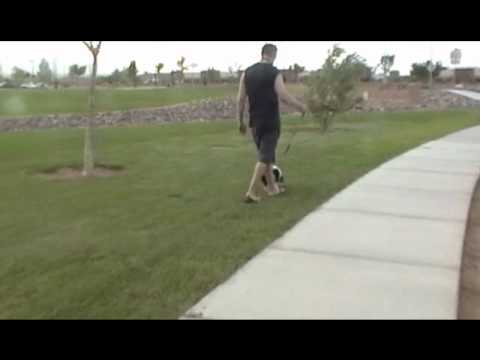 Walking a Dog.wmv