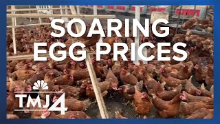 Wisconsin farmers scramble to keep up with demand for eggs
