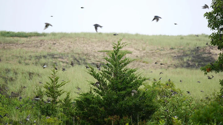 Swallow Migration - DayDayNews