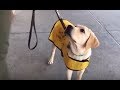 LIVE: Guide Dog Training with Smudge | The Dodo LIVE: Guide Dog Training with Smudge | The Dodo