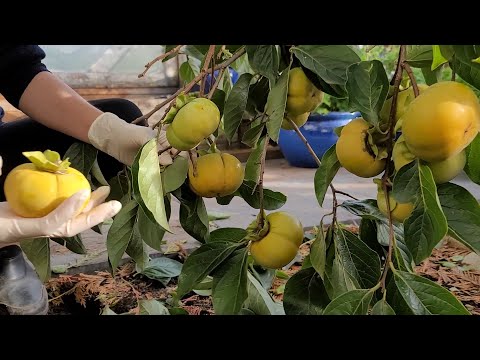 Video Cuối Mùa Thu Hoạch Hồng Giòn Chín Cây ,Táo Lùn Sai... - youtube