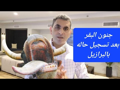جنون البقر بعد تسجيل حالة بالبرازيل وايقاف استيراد اللحوم من