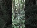 The Emerald Maze.