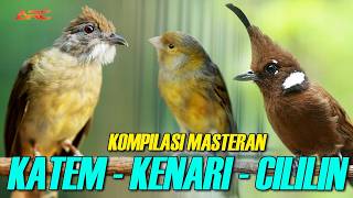 KAPAS TEMBAK - CILILIN - KENARI | DENGAN RELAKSASI SUARA AIR