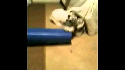 How to train your bunny to jump