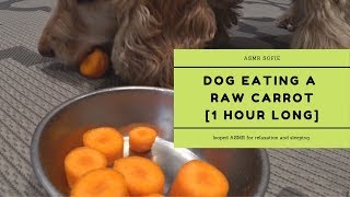 Dog Eating a Raw Carrot  LOOPED | 1 hour Long | Sleeping And Relaxation