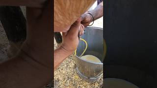#hand milking#murrah#clostrum #breed#buffalo#animals#degree#cow #youtubeshorts #animals #viralvideo