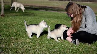 Females Raine and April at 3.5 wks of age