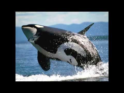 Girl Leaves Voicemail For Ex Boyfriend Crying Like A Whale 