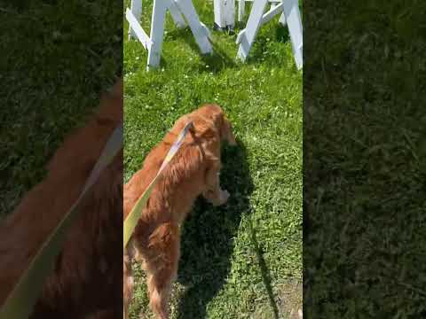 犬が入れるバーベキュー場 #キャバリア #ゴールデンレトリバー #大型犬 #大型犬と暮らす #goldenretriever #ミックス犬 #犬がいる暮らし #犬との暮らし #12歳