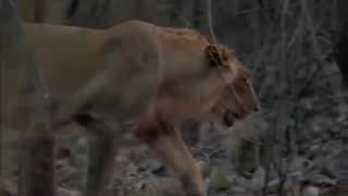 THE RISE OF GIR LIONS OF INDIA WONDERFULL DOCUMENTARY by documentaries inc hd 244 views 3 years ago 53 minutes