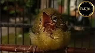 Suara Anakan Burung Pleci | Pleci Lolohan | Zosterops