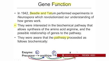 Mutations and the Nature of the Gene   What is the Function of a Gene tutorial