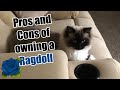 Pros and Cons of Owning a Ragdoll