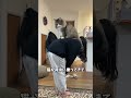 ãã«ãŠã§ãŒãžã£ã³ã飌ããšãããã¡ãªããšïŒéžïŒã #ç« #cat #ãã«ãŠã§ãŒãžã£ã³ãã©ã¬ã¹ããã£ãã #ãã«ãŠã§ãŒãžã£ã³ #忬§ç«