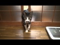 入ってくる猫たち