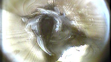 MNSA Tree Swallow-Cam