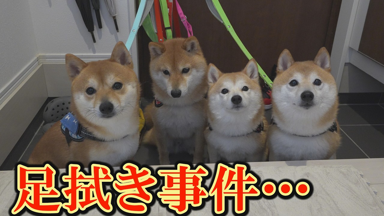 The well-behaved Shiba Inu dogs sit and wait their turn. But then
