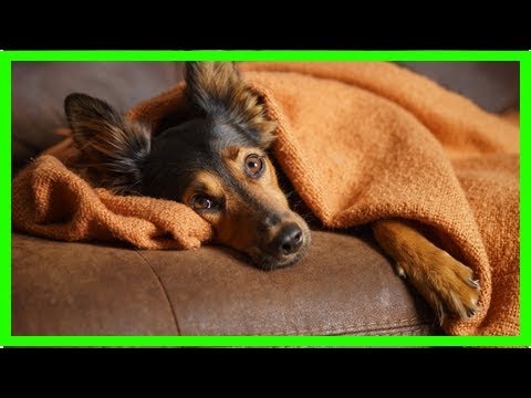 Video: Baldrianwurzel Für Hunde: Funktioniert Das?