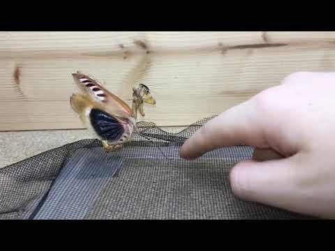 Angry Leaf Mantis + Slow motion