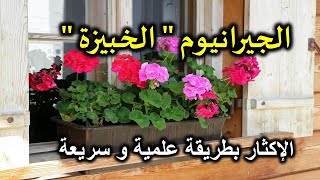 اكثار نبات نبات الجيرانيوم فى المشتل | Geranium plant