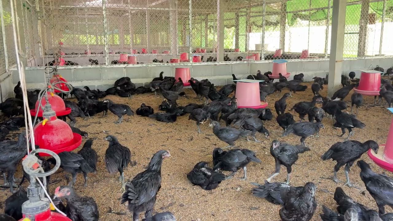 ไก่พันธุ์ประดู่หางดำ มข55 