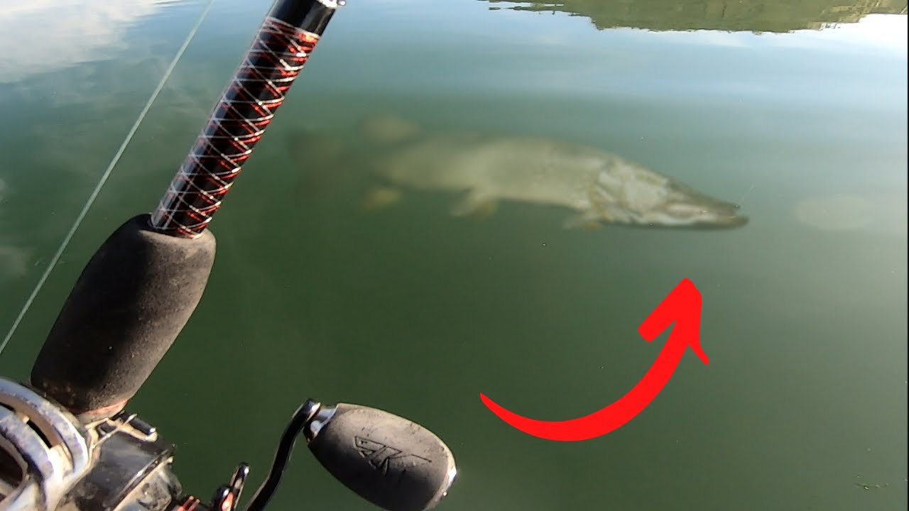 Non-stop smallmouth bass and northern pike in crystal clear water!