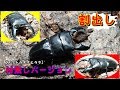 スマトラオオヒラタ（極太血統）アチェ産の産卵セットを割り出します！ Beetle or stag beetle videos