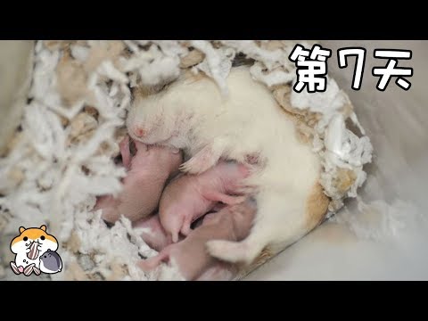 Hamster Baby Growth (Day1~Day22) 幼鼠成長記(第1~22天) 照顧鼠寶教學