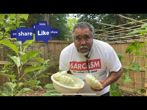 Video: Wat is Patty Pan Squash - Hoe zorg je voor sint-jakobsschelpen?