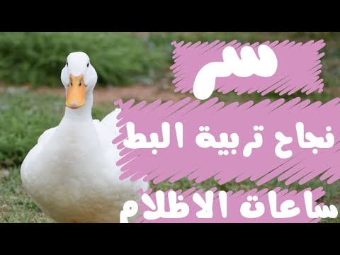سر نجاح تربية البط اتعرف على عدد ساعات الاظلام للبط واهم المعلومات عن تربية البط