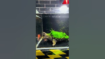 Alligator snapping turtle hunting —showcasing its unique predatory technique#AlligatorSnappingTurtle