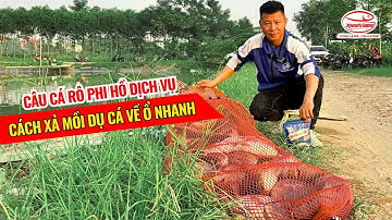 Câu cá rô phi hồ dịch vụ - Cách xả mồi dụ cá về ổ nhanh | Mồi câu cá Hùng Vương
