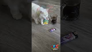 SIPALING RAJIN DEH #shortvideo #videoai #kucing #ai