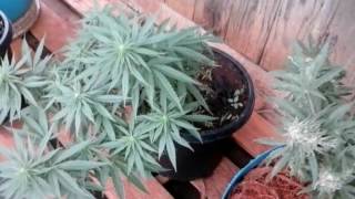 Loyal2dasoil #plant update