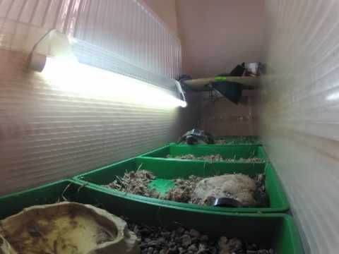 Timelapse Tortoise