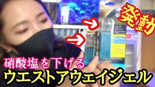 【海水魚水槽】驚愕の硝酸塩❗️ついにナプコウエストアウェイジェル始動❗️my coral aquarium MOAMOAちゃんねる