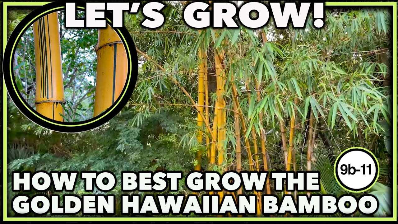 ЛУЧШИЕ БАМБУКОВЫЕ РАСТЕНИЯ ДЛЯ ДОМА