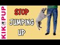 STOP jumping up!