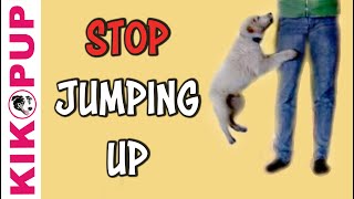 STOP jumping up!