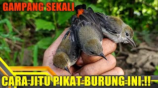 Memikat burung kecil paling ampuh - Pikat burung kemade