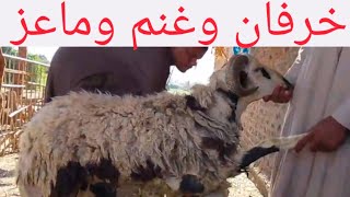 خرفان وغنم والد وماعز بأجمل الأسعار من القناوي الله يرزق الجميع ٣  ٥  ٢٠٢٦م سمعها